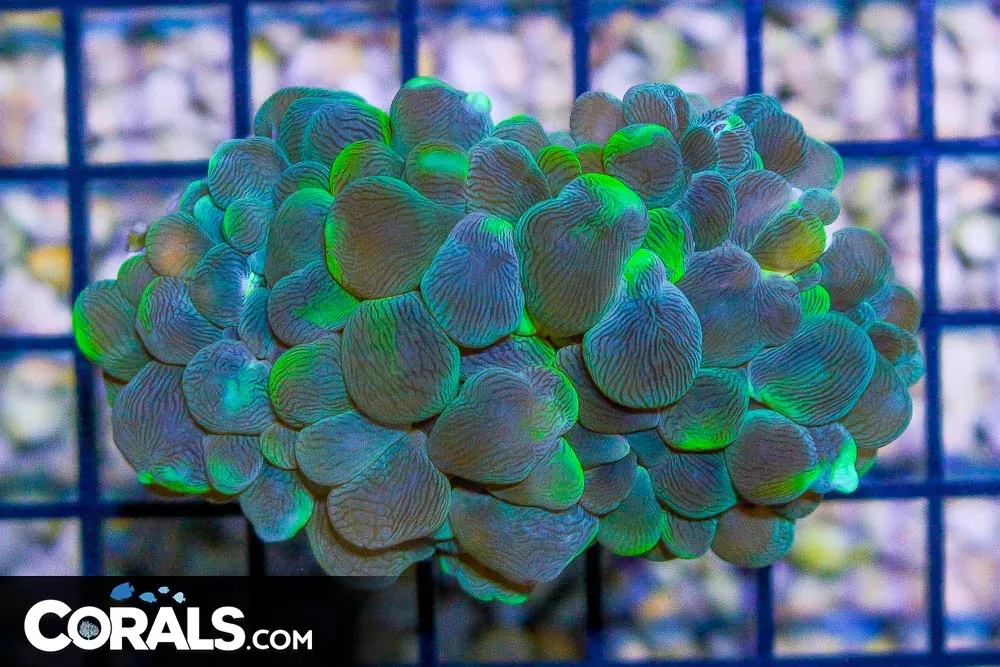 Pearl Bubble Coral – AUSSIE – GREEN HIGHLIGHTS!