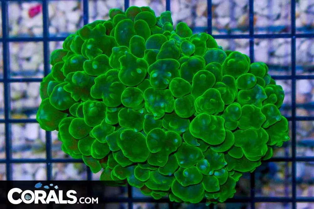 Pearl Bubble Coral – AUSSIE – NEON RARE