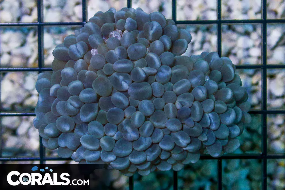 Pearl Bubble Coral – AUSSIE – UNIQUE COLOR