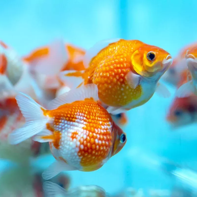 Pearlscale Goldfish 2-3″