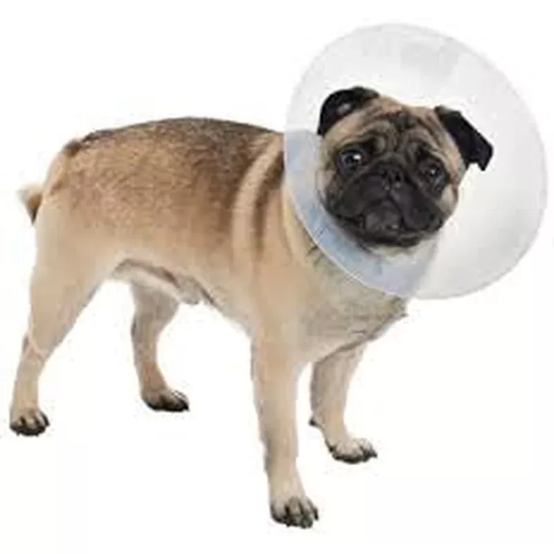 PetEdge-TH E-Collar M 11.5In Clr
