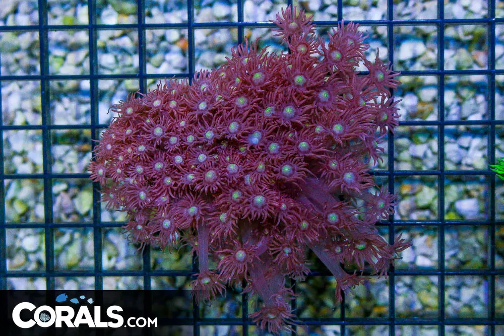 PINK Goniopora – Aussie COLORED EYES!