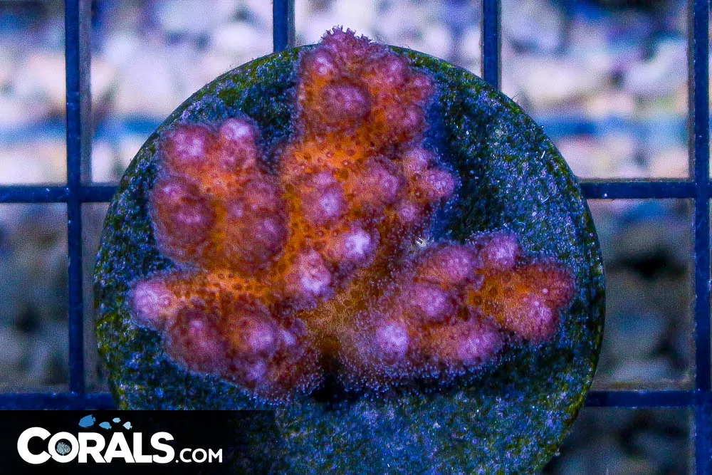 PINK Pocillopora Frag