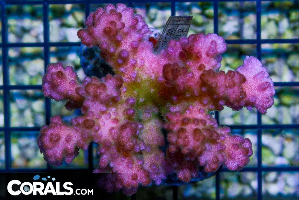 PINK Pocillopora – Indo
