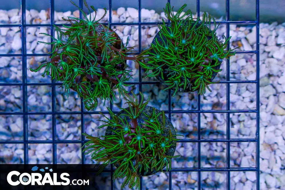 Pipe Organ Frag – GREEN