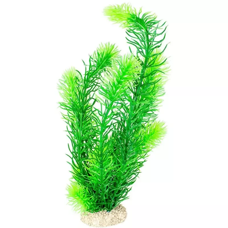 Plant Hornwort