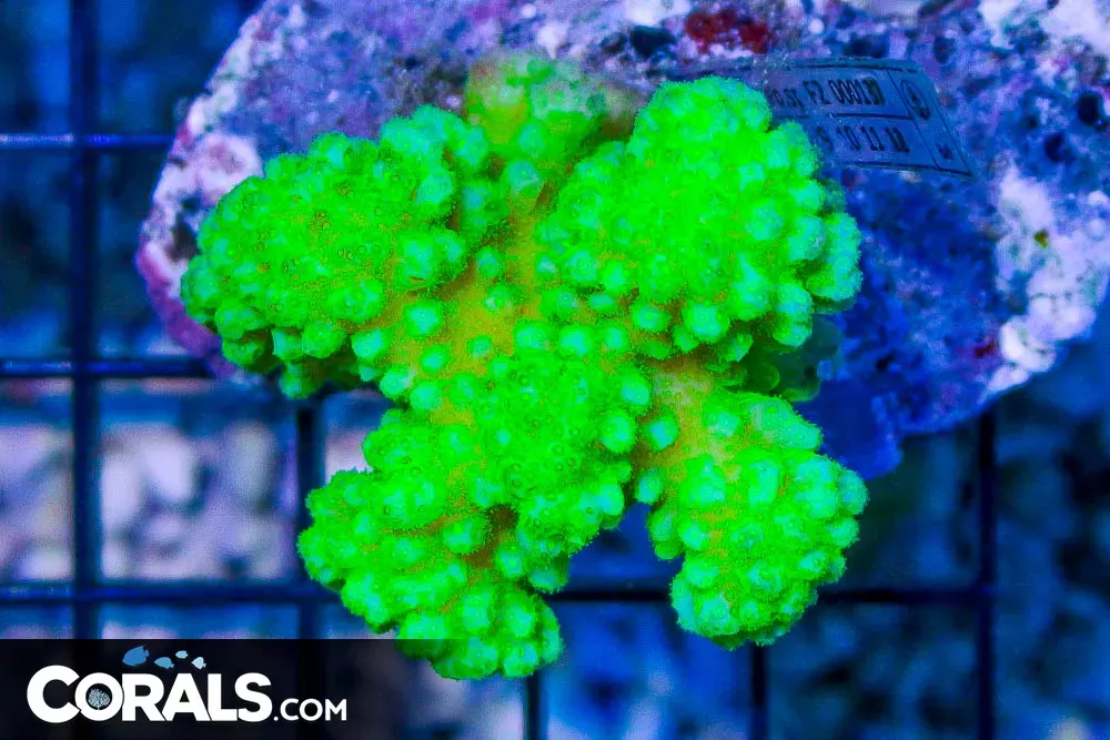 Pocillopora – INDO