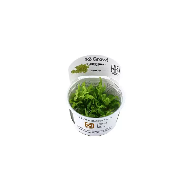 Pogostemon helferi 1-2-Grow Difficulty- Medium