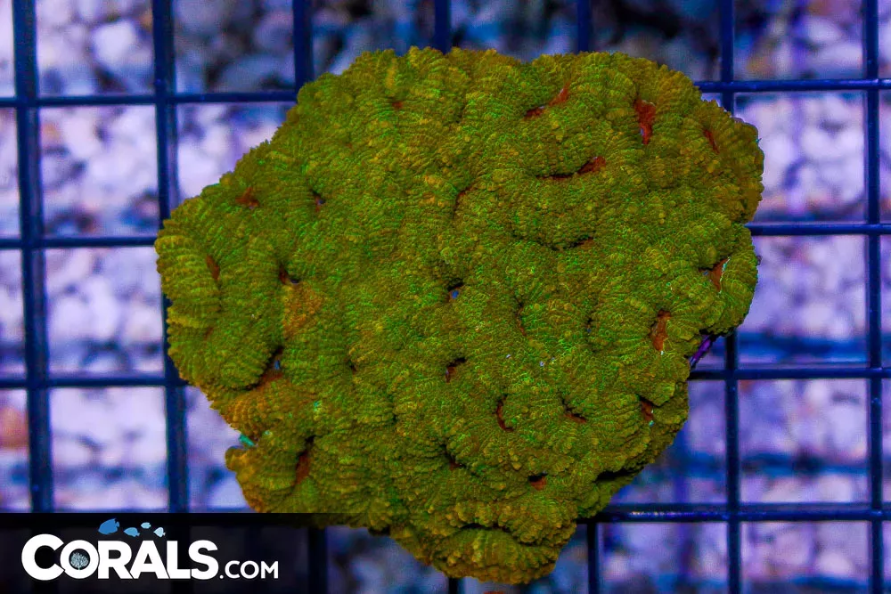 RAINBOW ACAN LORD – Australia – UNIQUE GOLD!