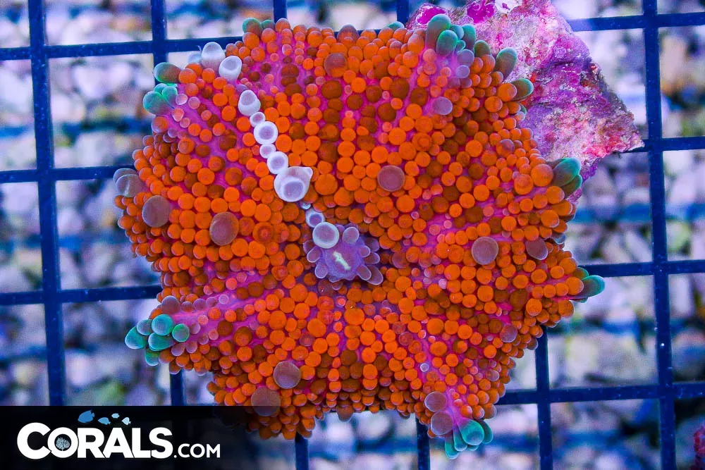 RAINBOW Yuma – Indo – ULTRA BIG Polyp!