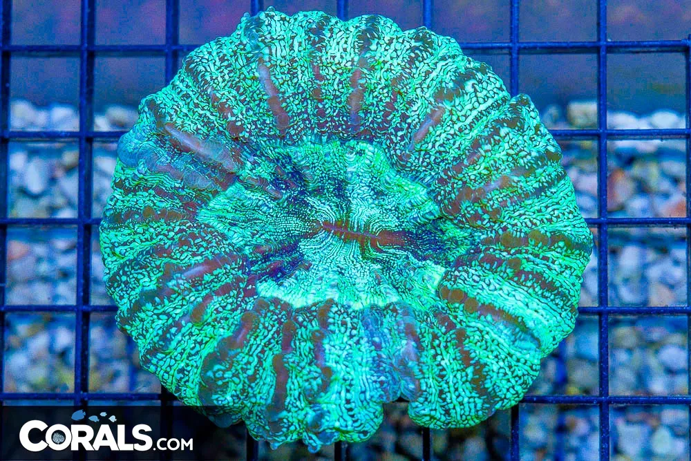 RARE Acanthophyllia – Australia Speckled (Blue Video Inside)