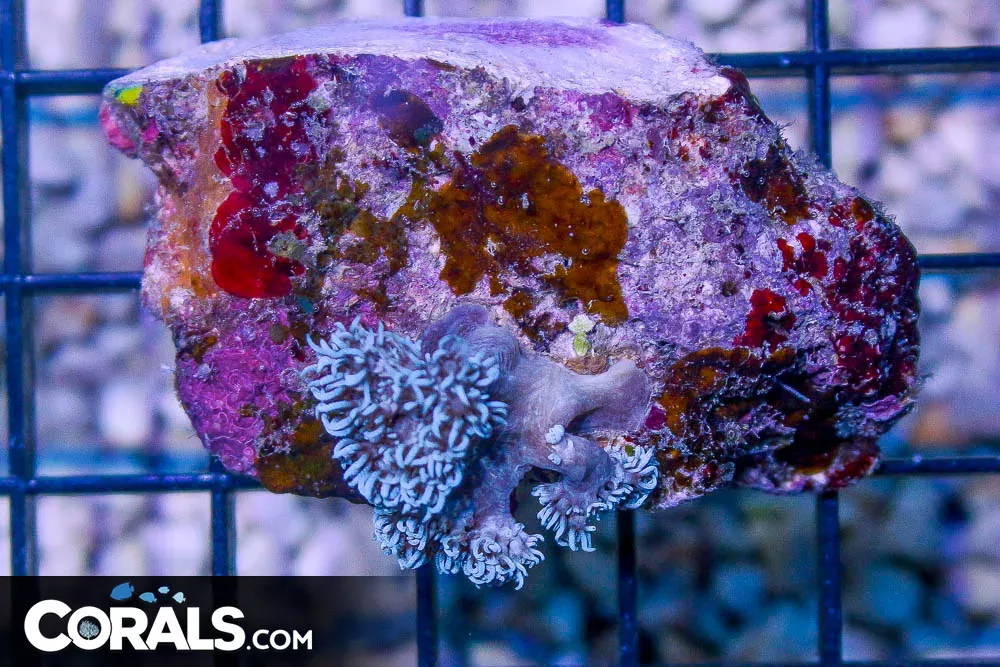 RARE Blue Xenia – Australia