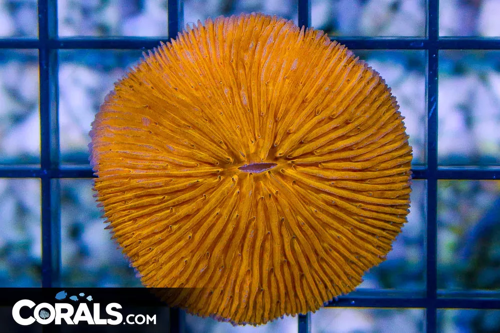RARE Fungia – Tonga ORANGE