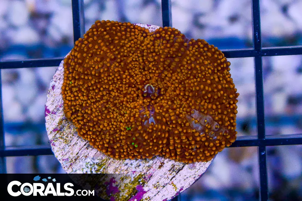 RARE Interstellar Mushroom Frag! – Aussie