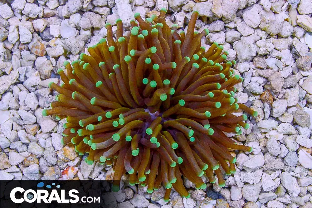 RARE Light Gold Torch – Australia COLORED Tips
