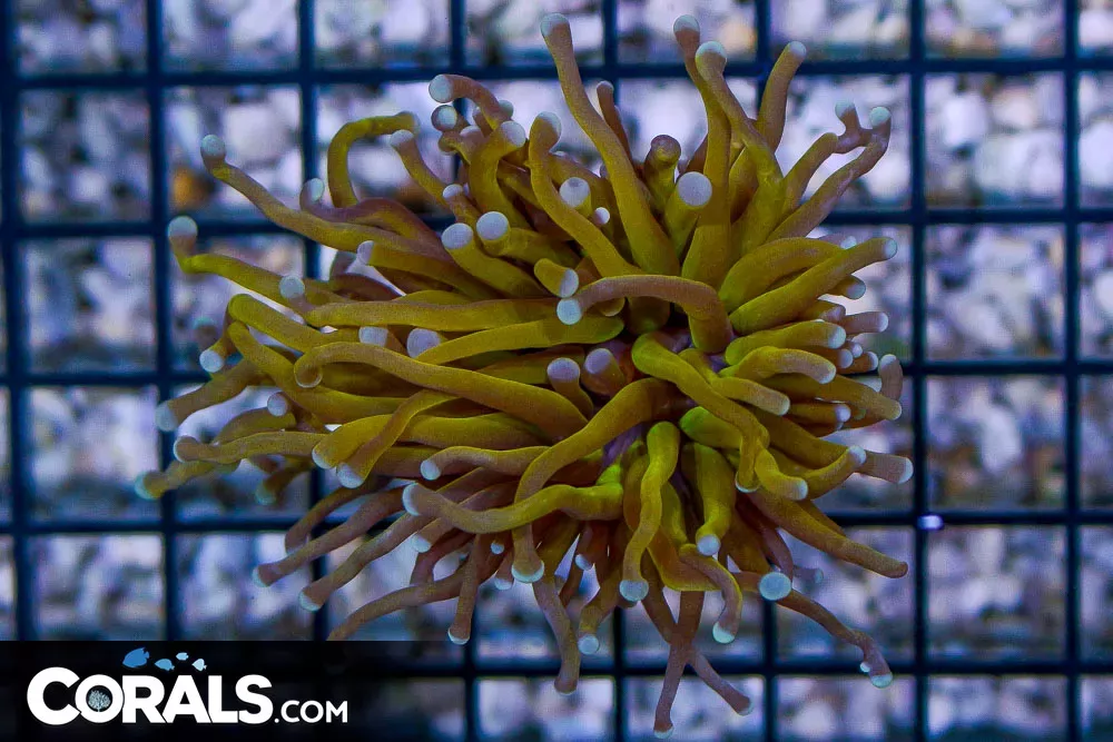 RARE Light Gold Torch – Australia