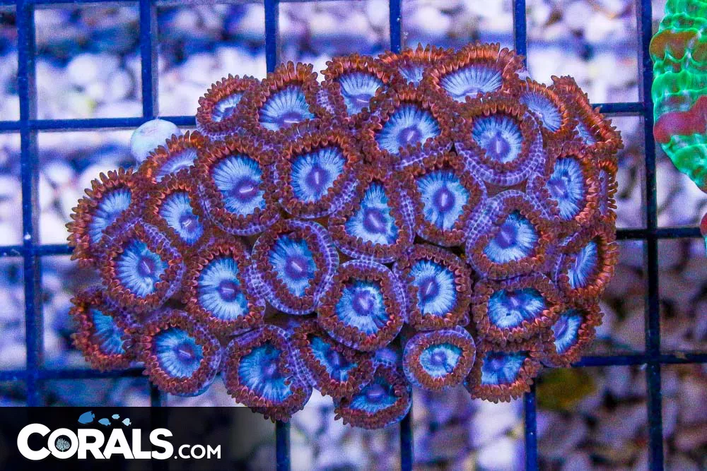 RARE SUPERMAN Zoanthid Colony – Indonesia