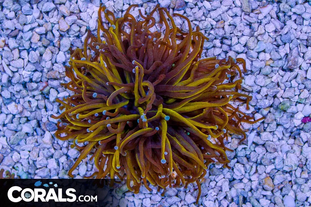 RARE Torch Gold HUGE HEAD- Australia