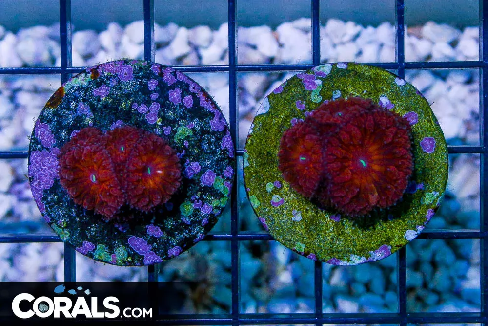 RED Blasto Merletti Frag MULTIPLE POLYPS!