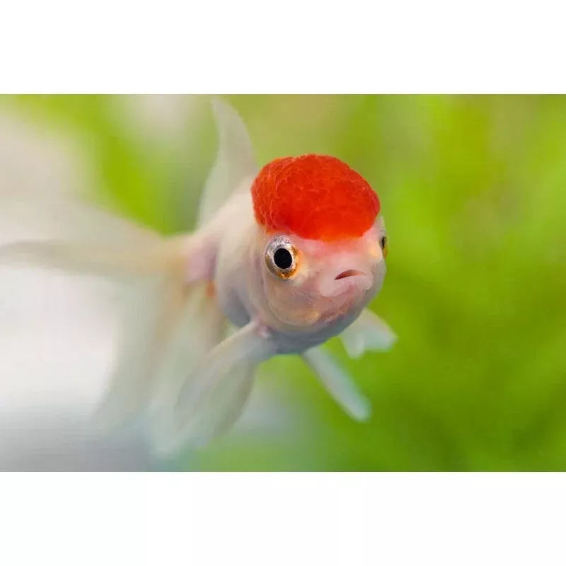 Red Cap Oranda Fancy Goldfish