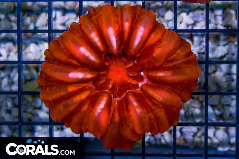 RED Cynarina – Australia RARE