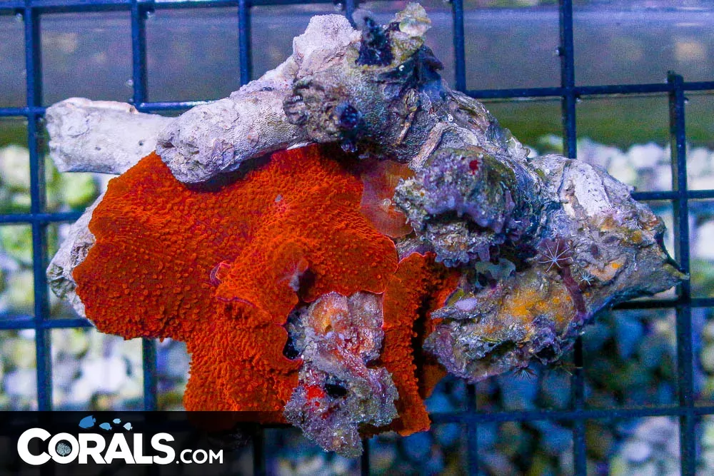 RED Mushroom – Australia 2 Polyps