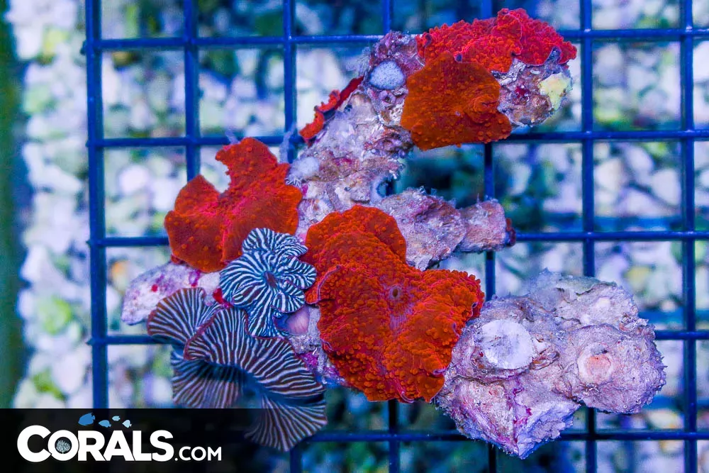 RED Mushroom – Australia 9 Polyps Red/Zebra Combo! (Blue Video Inside!)