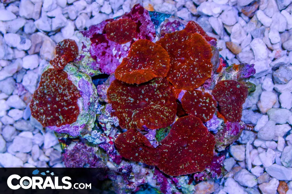 Red Mushroom Colony ULTRA SPOTTED! – Indo – Loaded with Polyps