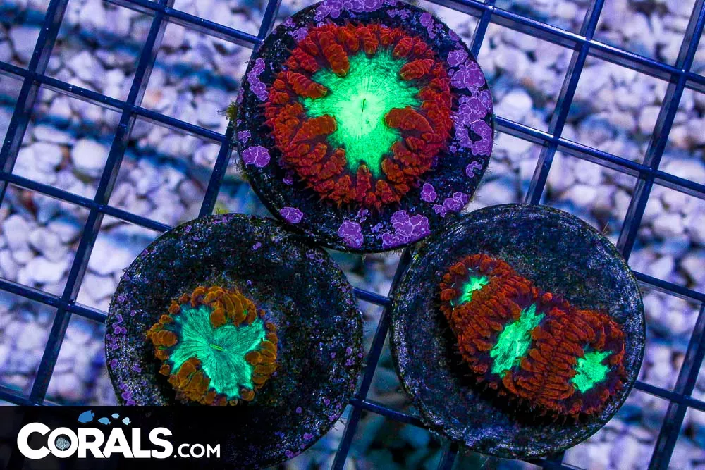 RED/ORANGE Blasto Frag – NEON EYES!
