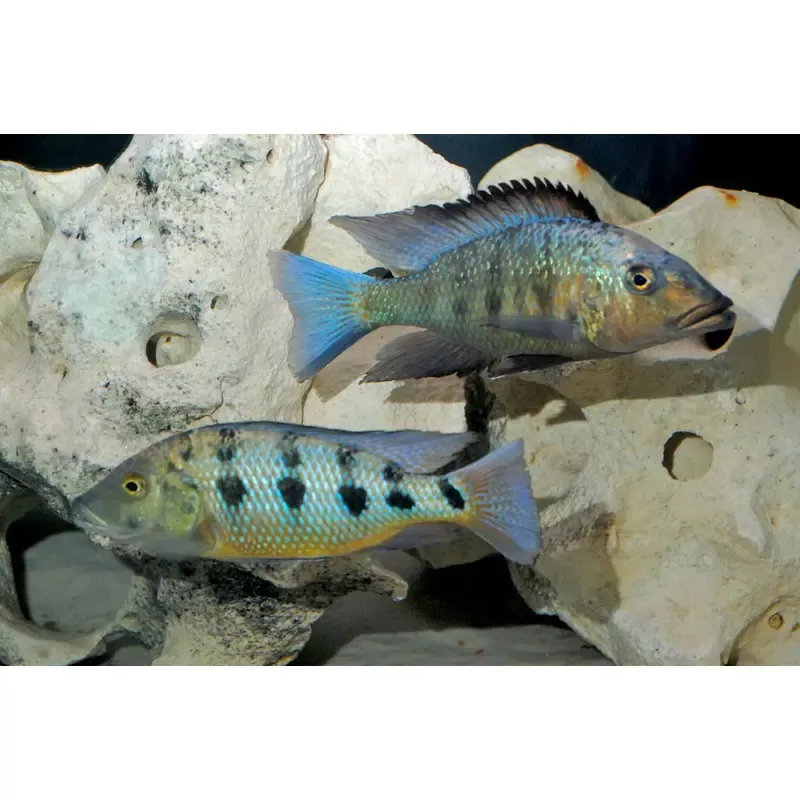 Rostratus Cichlid 3.2 inch