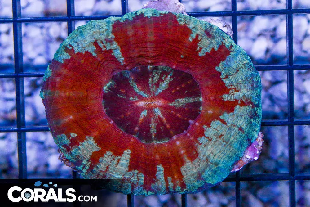 Scolymia – Australia MAROON UNIQUE!