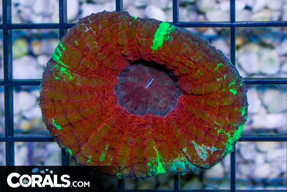 Scolymia – Australia RED MIX