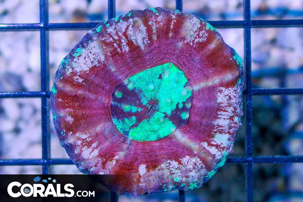 Scolymia – Australia SUPER UNIQUE!