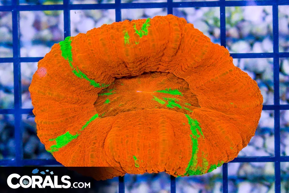 Scolymia – Australia UNIQUE SHAPE – REVERSE BLEEDING APPLE!