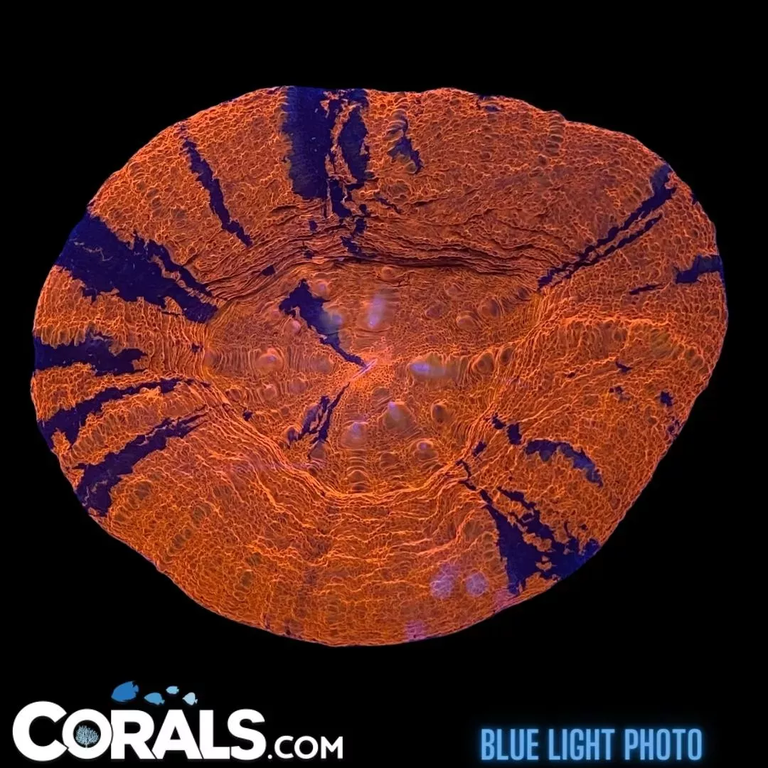 Scolymia – Australia Unique Striping