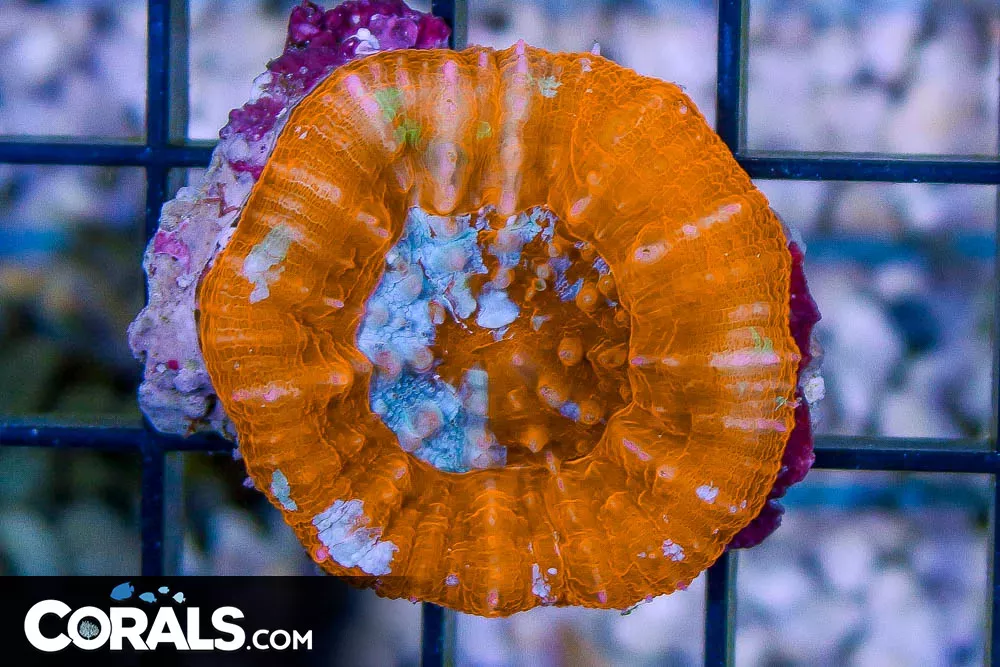 Scolymia – Tonga – ORANGE UNIQUE!