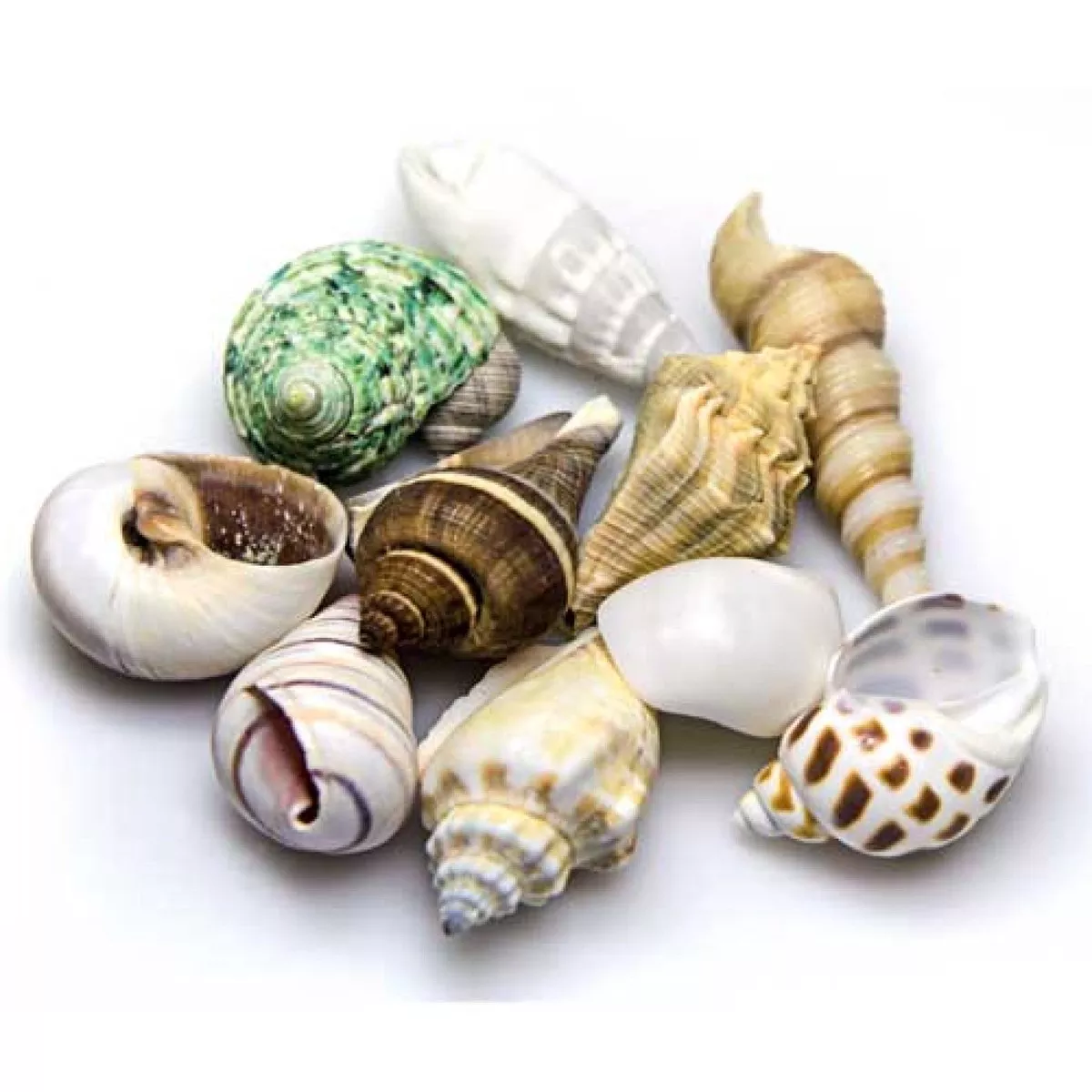 Sea Shells Small / Medium in Deco Glass Jar 1 L