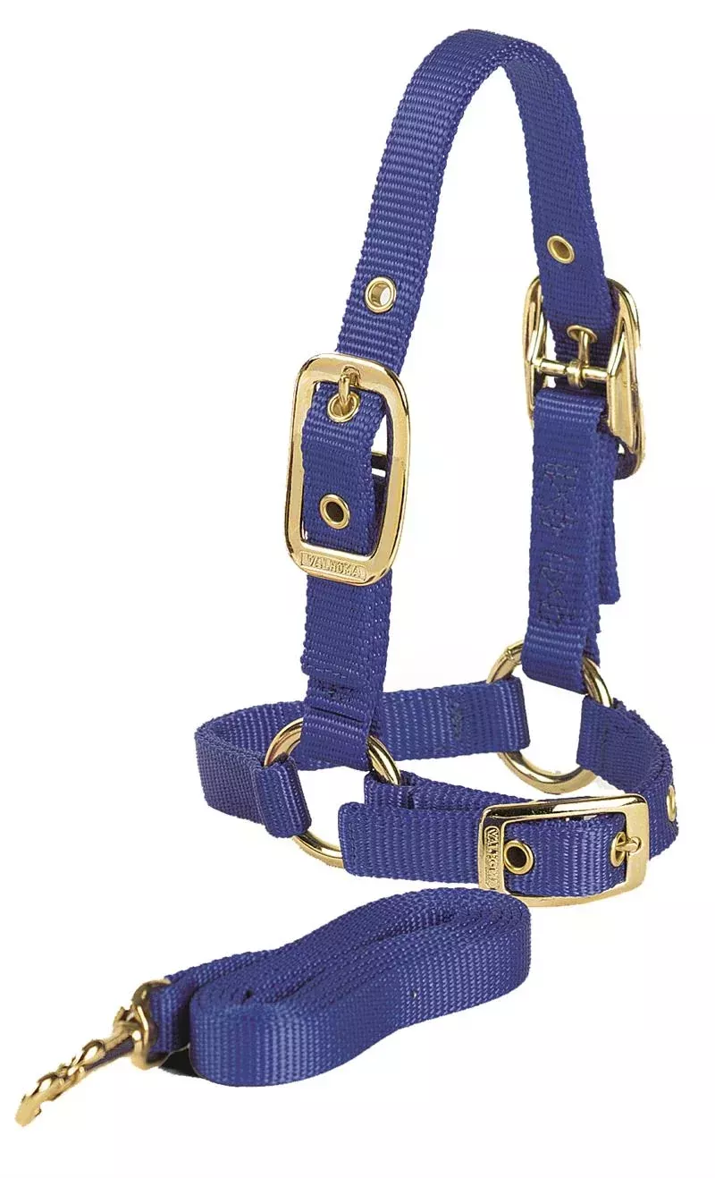 SHEEP HALTER W/LEAD LIME GREEN