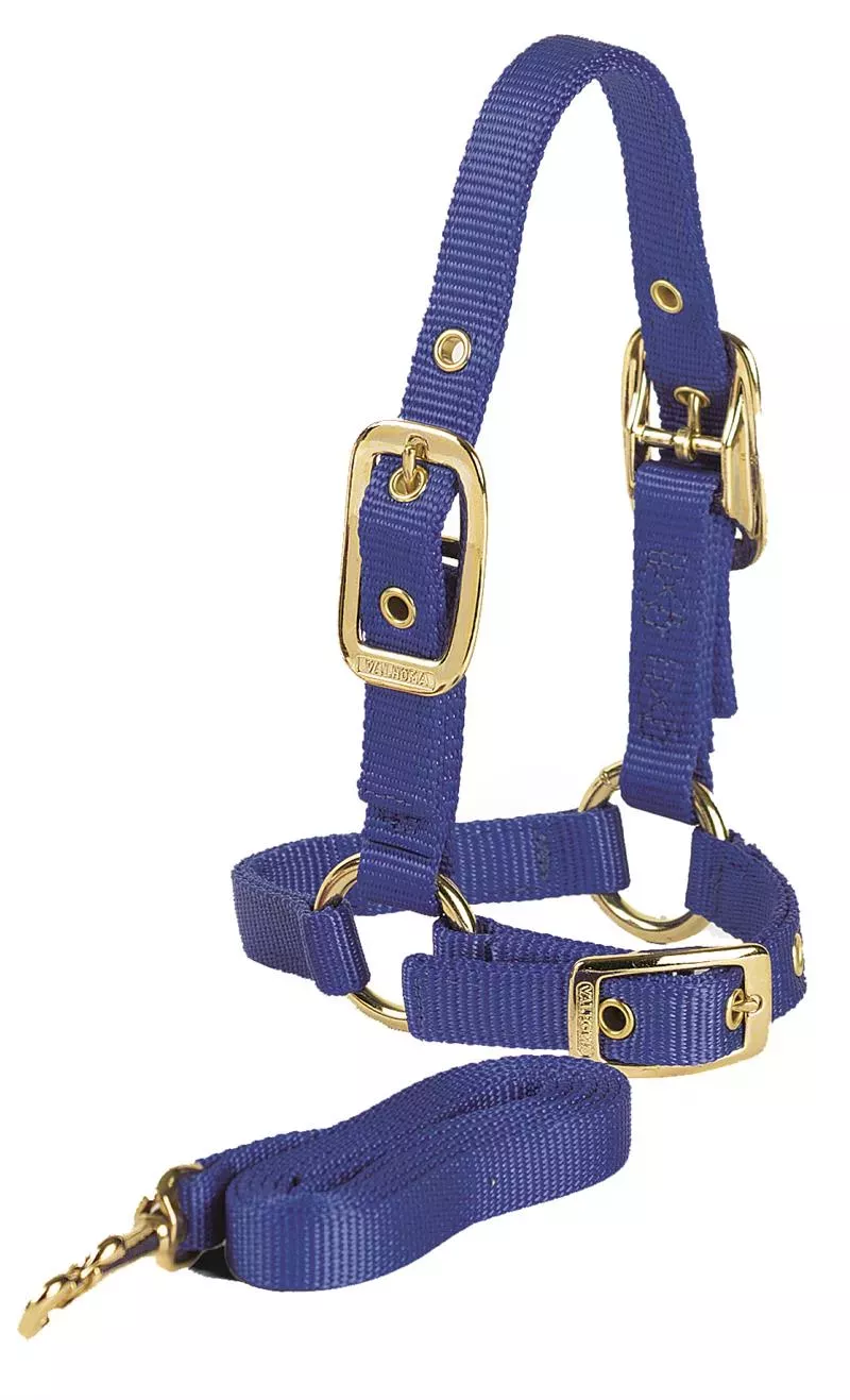 SHEEP HALTER W/LEAD – PURPLE