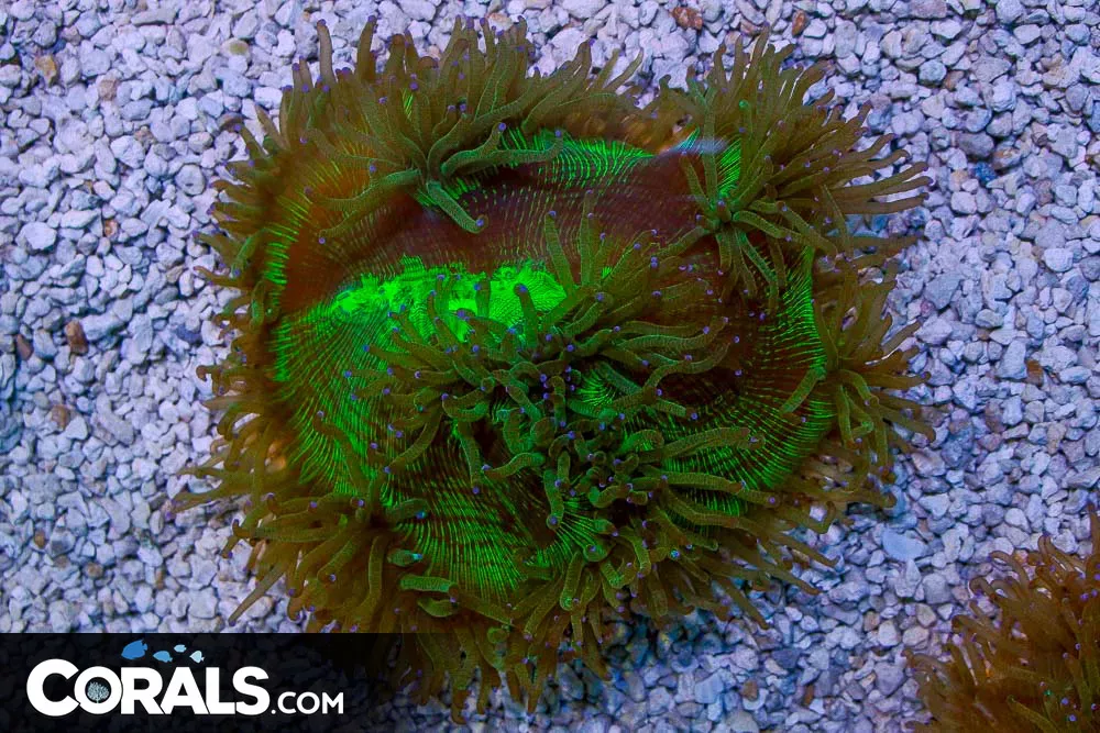 SHOW SIZE Elegance – Australia– OPENS BIG – Purple Tips