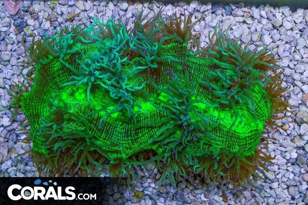 SHOW SIZE Elegance – Australia Purple Tips HUGE!