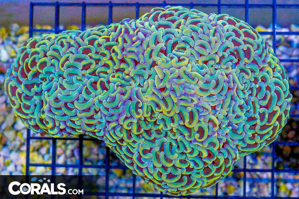 SHOW SIZE! Hammer Wall – Aussie – Orange Glowing Mixed Tips! (Blue Video Inside!) SHOW PIECE!