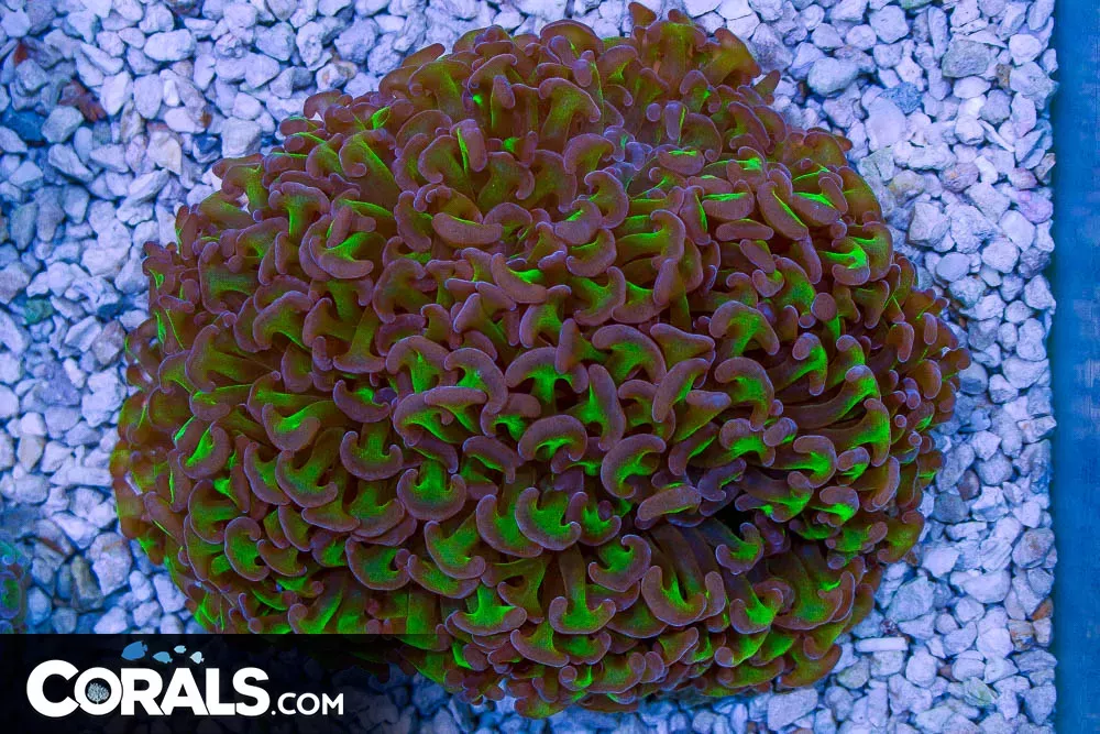 SHOW SIZE Wall Hammer – Australia NEON Stems Purple Tips!