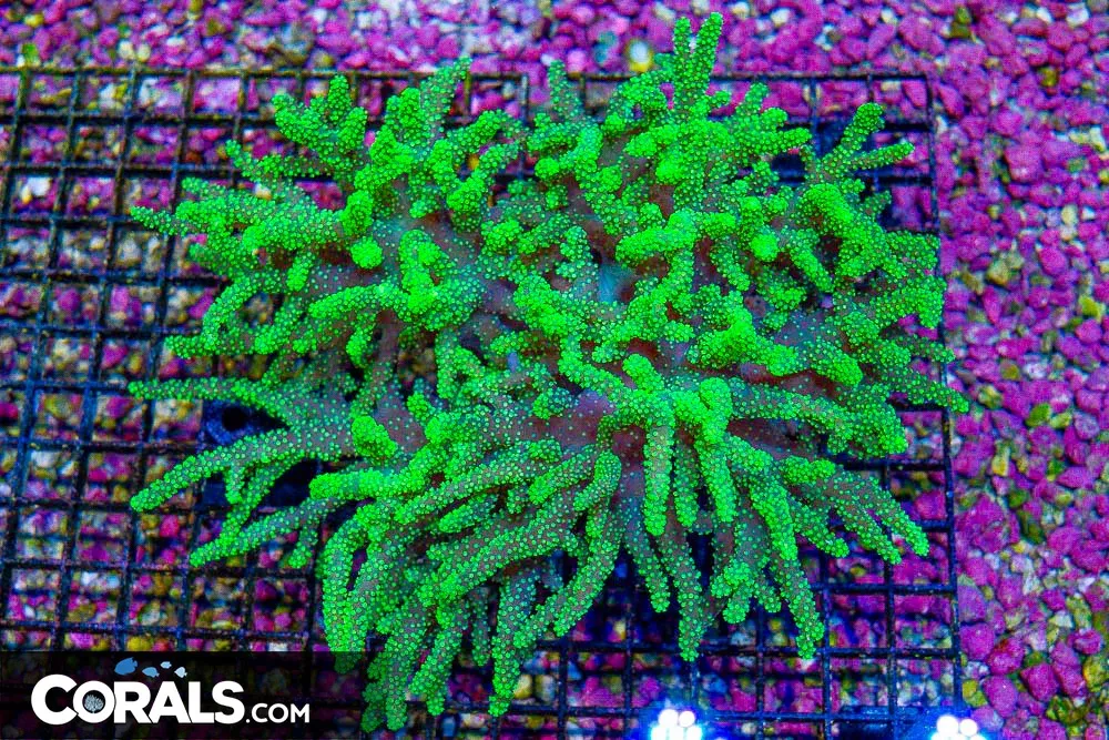 Sinularia Leather – Australia Neon HUGE! (Blue Video Inside!)