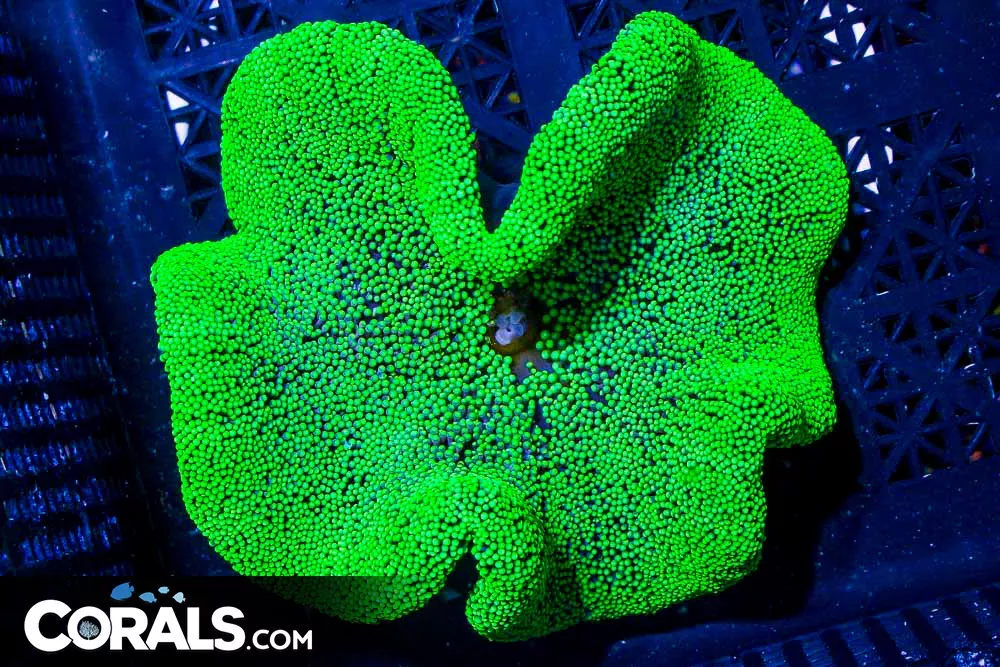 SMALL Carpet Anemone – Indo NEON! 4″ (Blue Video Inside!)