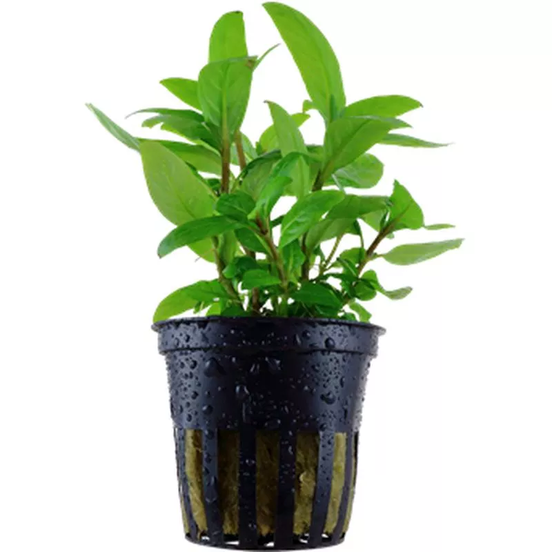 Staurogyne repens potted Difficulty- Easy