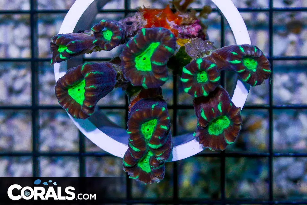 Striped Candy Cane – Australia BRIGHT GREEN EYES