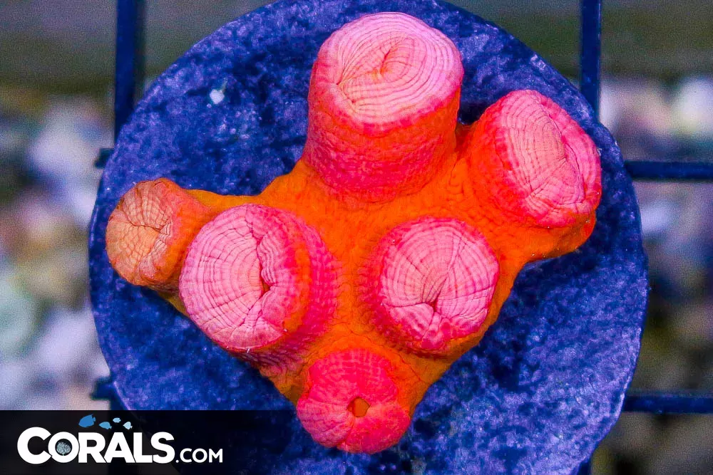 Sun Coral Frag