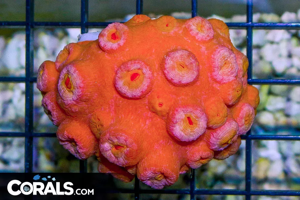Sun Coral – Tonga