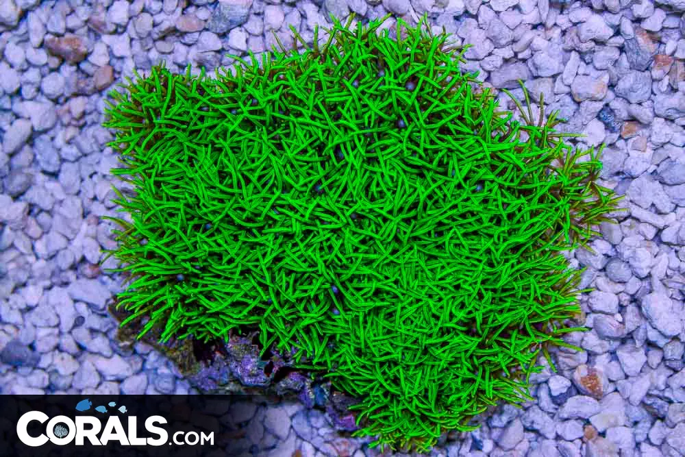 SUPER NEON GLOWING Star Polyp – Indo
